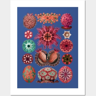 Ernst Haeckel Ascidiae Sea Squirts Red Hues Posters and Art